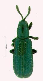   Nanocthispa  habitus. 